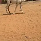 للبيع القعود الكفو