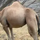 ناقة (عوادي)