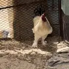 ديوك كولمبي