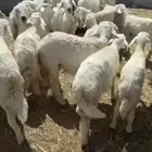 خرفان حريات