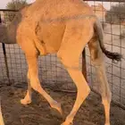 قعود مفرود تام سمين وجبر