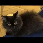 قطه انثى سكوتش للبيع