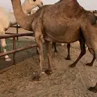 لقحه صفرا طيبه
