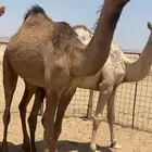 بكره صفراء