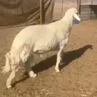 طلي فحل