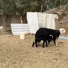 مراح نجد رخال