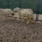 طليان للبيع جمله وتفريد