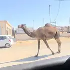 لقحه بكر