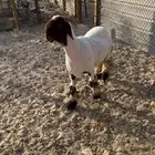 جذع نعيم صنف طيب