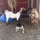 العنز اليمين رباع وعنده تيس واليسار ثنيه وعنده تيس