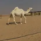 بكره باتليه