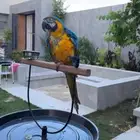 مكاو بلو اند قولد