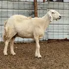 ضأن مراح للبيع