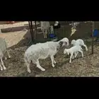 للبيع خلفه حريه تحتها 2