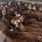 غنم سوداني حمري (سواكن) و بربري