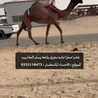 عشرا