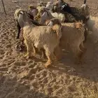تيوس وجفار للبيع