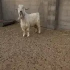 تيس فحل