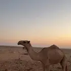 البكره العونيه بنت طياحان ابن وديد