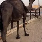لقحه مجهم ملاقي هاليومين تنتج