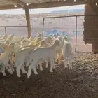 بهم حريات