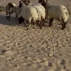 غنم نعيم مقنوي