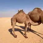 حاشي على حليب امه وارد الصمان