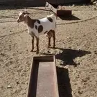 عنز حليب وافر