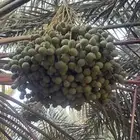 نشتري ثمر انخيل ونستاجرها من يوجد عنده مزرعه تواصل