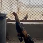 شامو ياباني