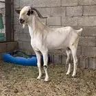 تيس بيشي فاخر