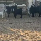 للبيع معزا 6 تحتها 12