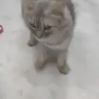 قطة شيرازية جميلة للبيع لون رمادي