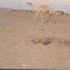 للبيع بكره رمانيه