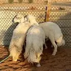 ذبايح حريات جذعان الخرج