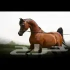 مطلوب ( فرس واهو )