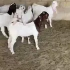تيوس ع حليب امها طيبه ونظيفه اعمارها بين 3-4شهور