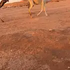 قعود كفو للبيع