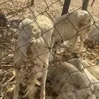 غنم كبار للبيع