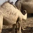 حاشي لباني فل شحم 8 شهور