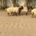 فحول نعيم صنف للبيع