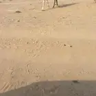 رحول ابل من مبطي هديه شرط