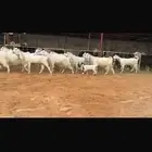 عرض بيع معزاء بيض