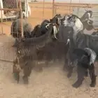 معزاء مراح شرط