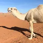 بعير ولد رمان أبو يد