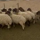 غنم نعيم مضاريع