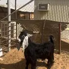 البيع تيس عارضي جذع مشروع فحل