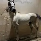 حصان شعبي شيخ