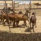 جفار محايليات وشح ومرخ