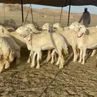 غنم رخال حرية صنف الصنف نوادر نقوة مراح